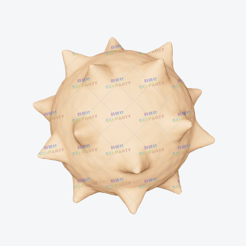 未成熟树突（DC）细胞